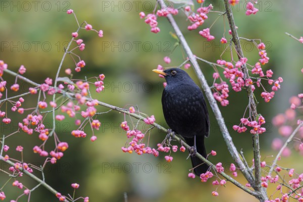 A common blackbird (Turdus merula) sits in a European spindle tree (Euonymus europaeus), and eats the fruit
