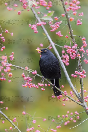 A common blackbird (Turdus merula) sits in a European spindle tree (Euonymus europaeus), and eats the fruit