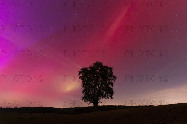 A solitary pear tree at night with aurora borealis. Rhein-Neckar District, Baden-Württemberg, Germany