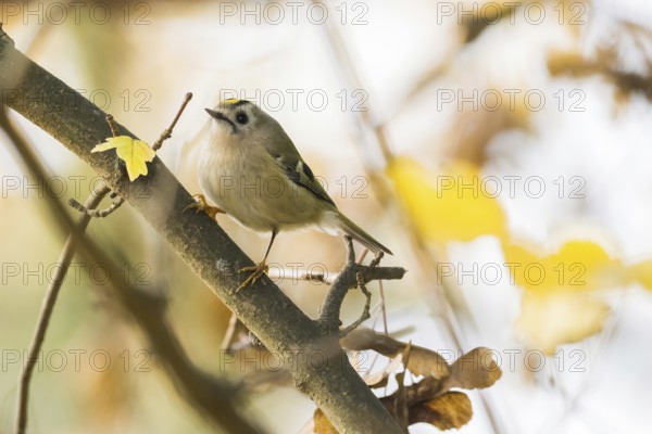 A winter golden chicken (Regulus regulus) sits on a branch in a backdrop of yellow leaves and soft autumn lighting, Hesse, Germany