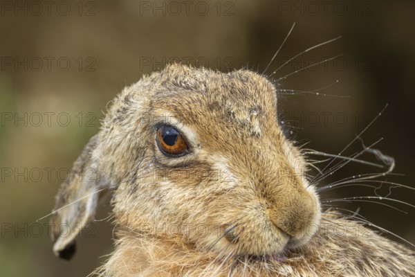 European brown hare (Lepus europaeus) adult animal washing itself, England, United Kingdom