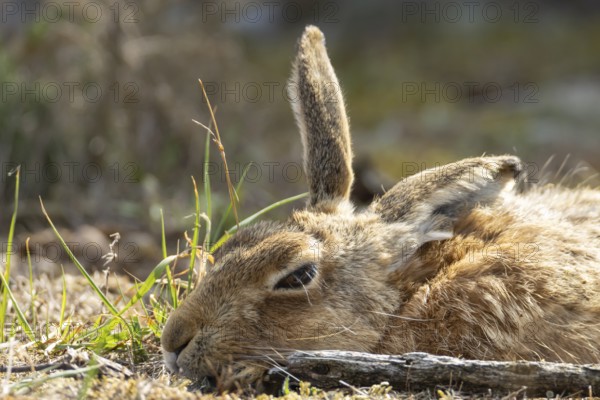 European brown hare (Lepus europaeus) adult animal resting, England, United Kingdom