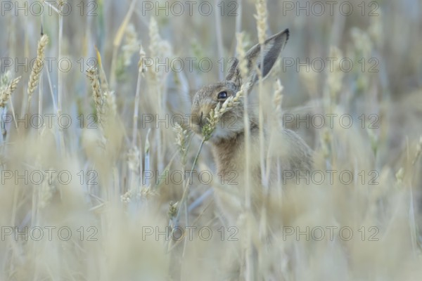 European brown hare (Lepus europaeus) adult animal eating a wheat plant sheath in a farmland field in summer, England, United Kingdom