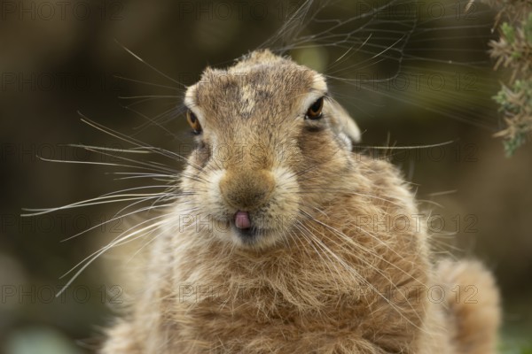 European brown hare (Lepus europaeus) adult animal showing humour or funny behaviour sticking its tongue out, England, United Kingdom
