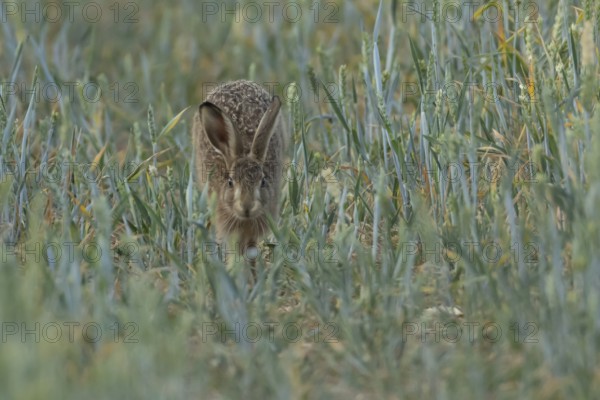 European brown hare (Lepus europaeus) adult animal running in a farmland wheat crop field in summer, England, United Kingdom