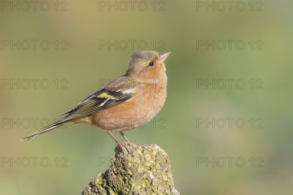 Chaffinch (Fringilla coelebs), adult male sitting attentively on a stone in the garden, winter dress, wildlife, animals, birds, songbird, nature photography, Siegerland, North Rhine-Westphalia, Germany