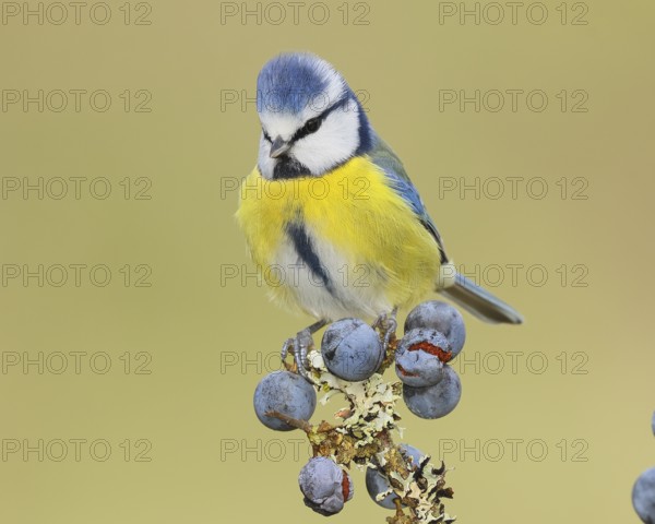 Blue tit (Parus caeruleus) sitting on lichen-covered sloes (Prunus spinosa) branch, wildlife, animals, birds, Siegerland, North Rhine-Westphalia, Germany