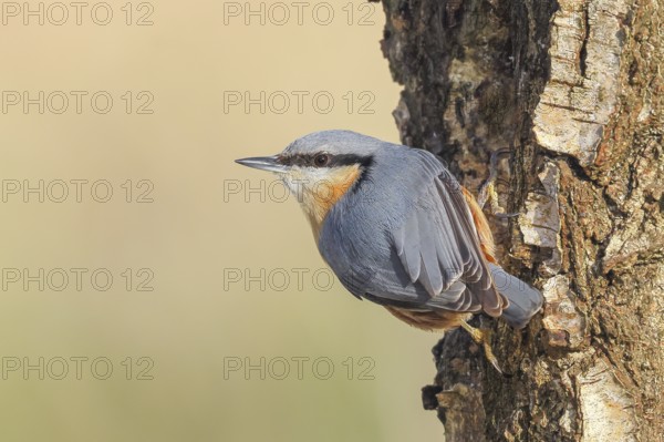 Nuthatch (Sitta europaea) on a birch tree, wildlife, woodpeckers, nature photography, Neunkirchen, autumn, Siegerland, North Rhine-Westphalia, Germany