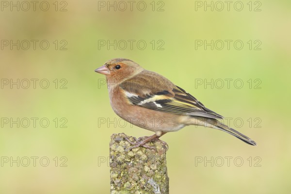 Chaffinch (Fringilla coelebs), adult male sitting on a stone in the garden, winter dress, wildlife, animals, birds, songbird, nature photography, Siegerland, North Rhine-Westphalia, Germany