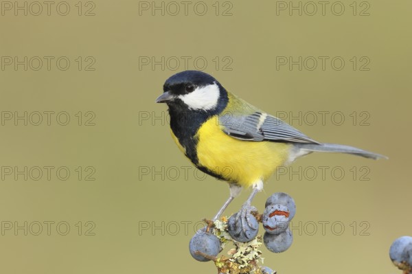 Great tit (Parus major), male sitting on lichen-covered sloes (Prunus spinosa) branch, wildlife, animals, birds, Siegerland, North Rhine-Westphalia, Germany
