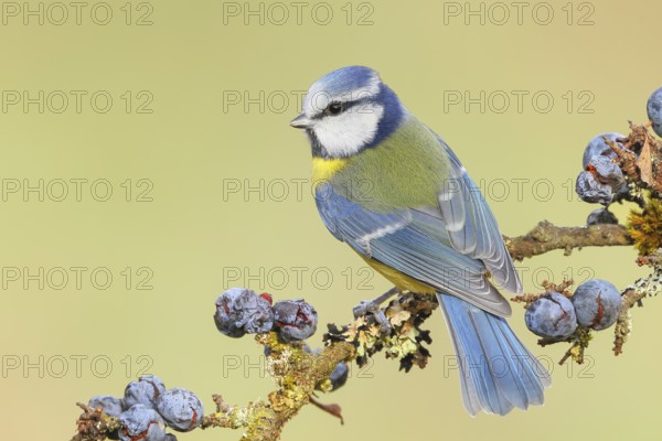 Blue tit (Parus caeruleus) sitting on lichen-covered sloes (Prunus spinosa) branch, wildlife, animals, birds, Siegerland, North Rhine-Westphalia, Germany