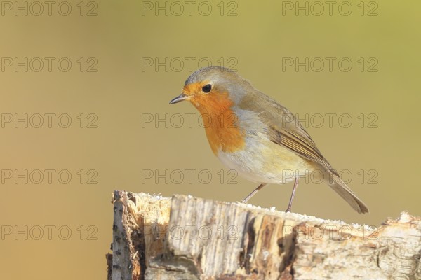 Robin (Erithacus rubecula), foraging, winter feeding, sitting on a birch trunk, songbirds, animals, birds, Siegerland, North Rhine-Westphalia, Germany