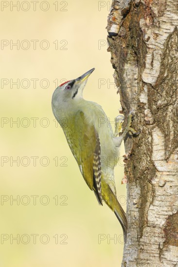 Grey woodpecker (Picus canus), male on a birch tree, wildlife, woodpeckers, nature photography, Neunkirchen, autumn, Siegerland, North Rhine-Westphalia, Germany