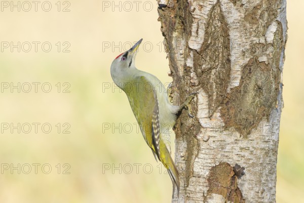 Grey woodpecker (Picus canus), male on a birch tree, wildlife, woodpeckers, nature photography, Neunkirchen, autumn, Siegerland, North Rhine-Westphalia, Germany