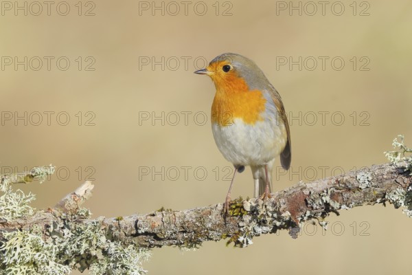 Robin (Erithacus rubecula), foraging, winter feeding, sitting on lichen-covered branch, songbirds, animals, birds, Siegerland, North Rhine-Westphalia, Germany