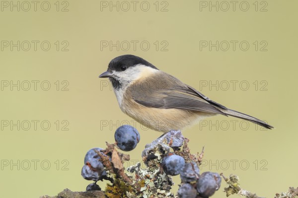 Willow tit (Parus montanus) sitting on lichen-covered sloes (Prunus spinosa) branch, wildlife, animals, birds, Siegerland, North Rhine-Westphalia, Germany