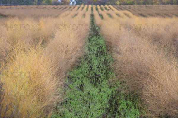 Asparagus herb in herb color, Eckental, Middle Franconia, Bavaria, Germany