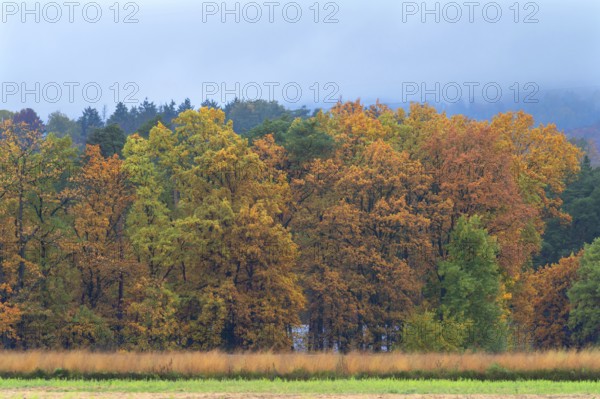 Mixed forest in autumn colors on a rainy day, Eckental, Middle Franconia, Bavaria, Germany