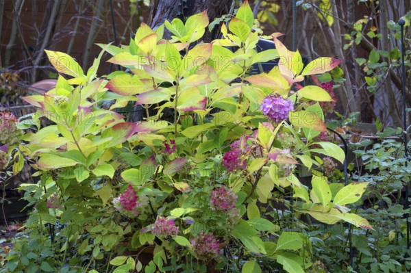 Hydrangea (Hydrangea) in autumn colors, Eckental, Middle Franconia, Bavaria, Germany