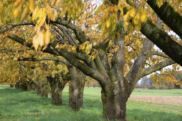 Cherry orchard (Prunus avium) in autumn colors, Karsberg, Upper Franconia, Bavaria, Germany