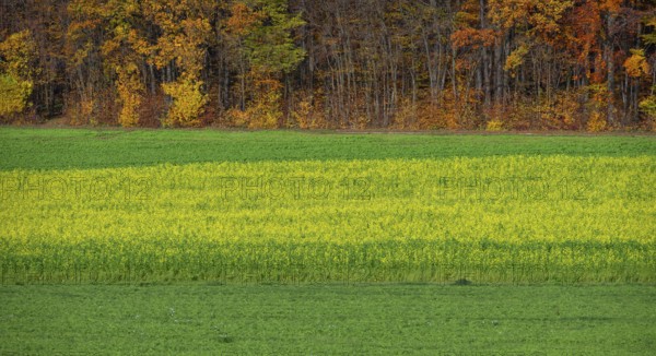 Field with blooming field mustard (Sinapis arvensis), behind mixed forest in autumn colors, Karsberg, Upper Franconia, Bavaria, Germany