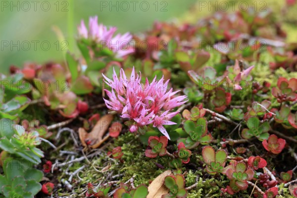 Caucasus stonecrop (Sedum spurium, Phedimus spurius), autumn, Germany