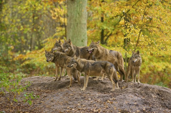 Wolf pack standing together on a hill in an autumn forest, Wolf (Canis lupus), Germany