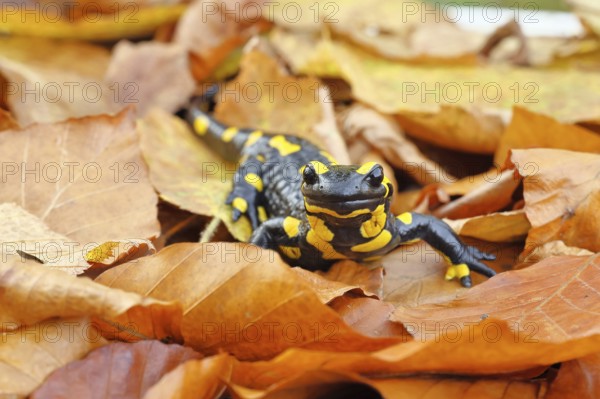 Fire salamander (Salamandra salamandra), in a beech forest on autumn leaves, autumn, Wilnsdorf, North Rhine-Westphalia, Germany