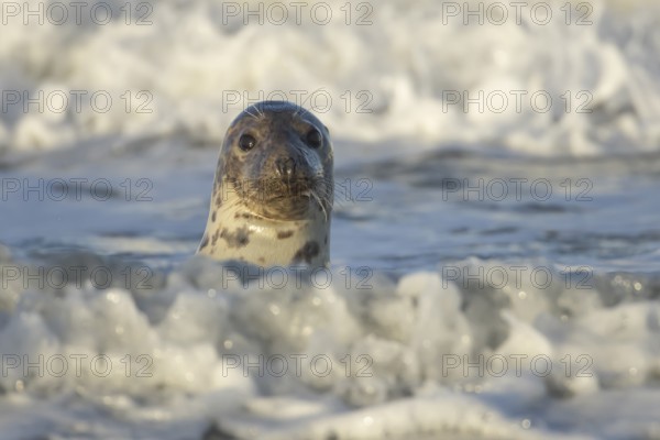 Grey seal (Halichoerus grypus) adult animal in the breaking waves of the sea, England, United Kingdom