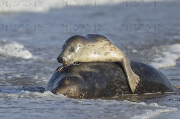 Grey seal (Halichoerus grypus) two adult animals in love courting in the waves of the sea, England, United Kingdom