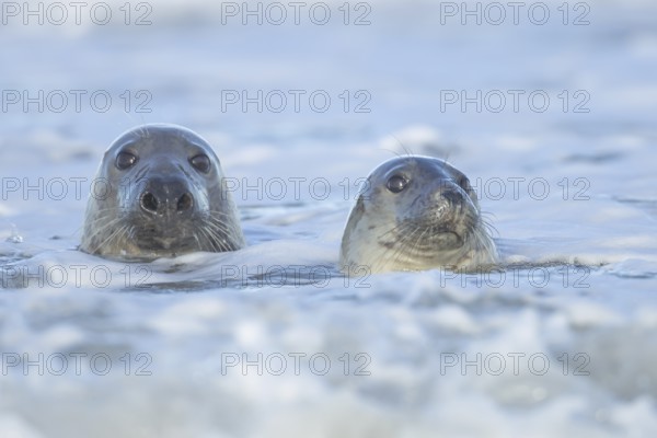 Grey seal (Halichoerus grypus) two adult animals in the waves of the sea, England, United Kingdom