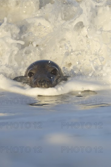Grey seal (Halichoerus grypus) adult animal in the breaking waves of the sea, England, United Kingdom