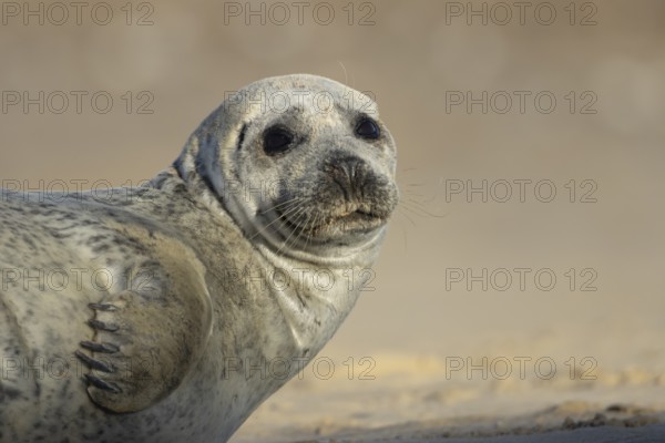 Common seal (Phoca vitulina) adult animal resting on a beach, England, United Kingdom