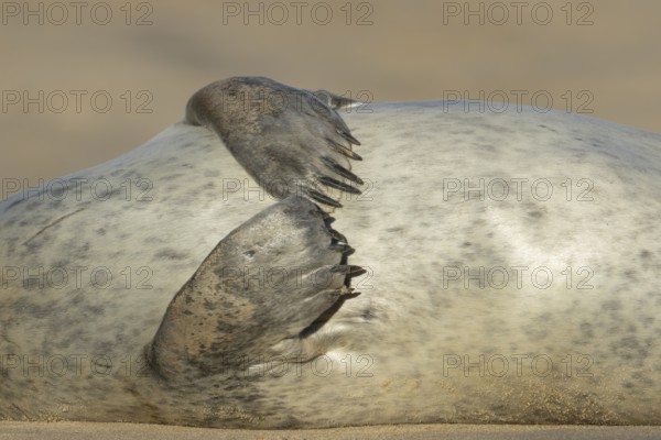 Common seal (Phoca vitulina) adult animal resting on a beach close up of its front flippers England, United Kingdom