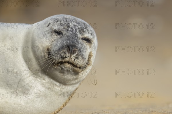 Common seal (Phoca vitulina) adult animal sleeping on a beach, England, United Kingdom