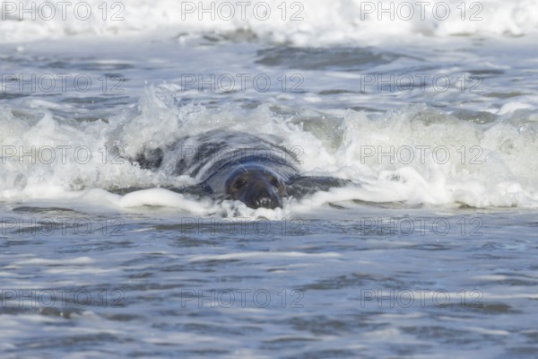 Grey seal (Halichoerus grypus) adult animal in the sea with a breaking wave going over its body, England, United Kingdom