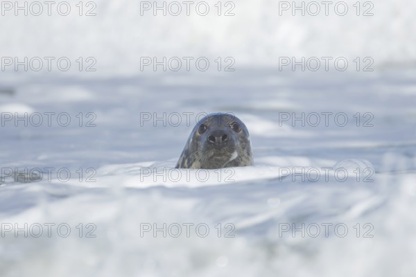 Grey seal (Halichoerus grypus) adult animal in the breaking waves of the sea, England, United Kingdom