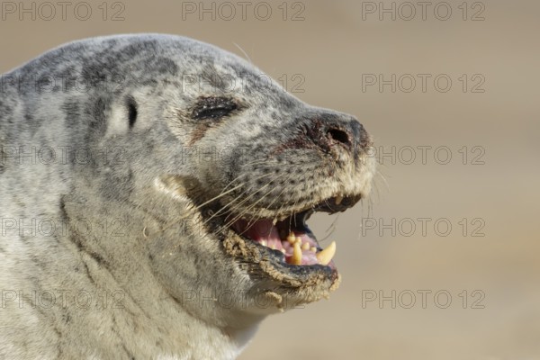 Common seal (Phoca vitulina) adult animal yawning on a beach, England, United Kingdom
