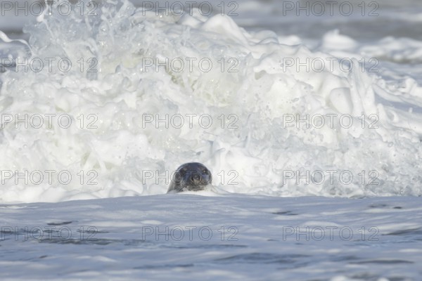 Grey seal (Halichoerus grypus) adult animal in the sea with a breaking wave in the background, England, United Kingdom