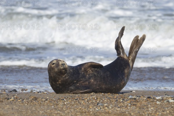 Grey seal (Halichoerus grypus) adult animal resting on a beach by the sea, England, United Kingdom
