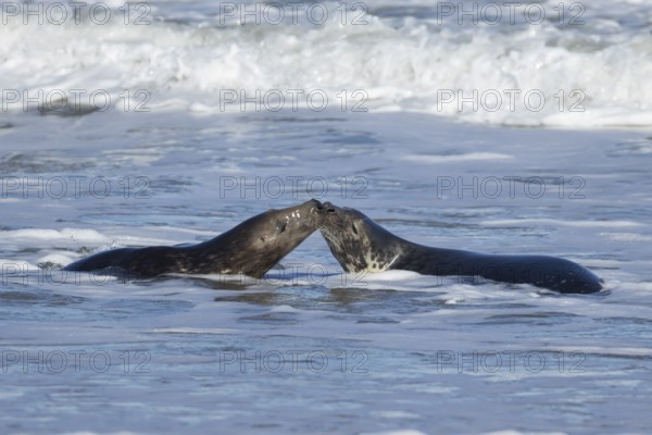 Grey seal (Halichoerus grypus) two adult animals kissing in the breaking waves of the sea, England, United Kingdom