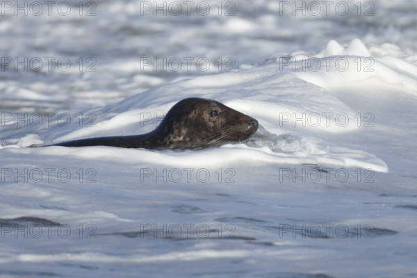Grey seal (Halichoerus grypus) adult animal surfing on a breaking wave on the sea, England, United Kingdom