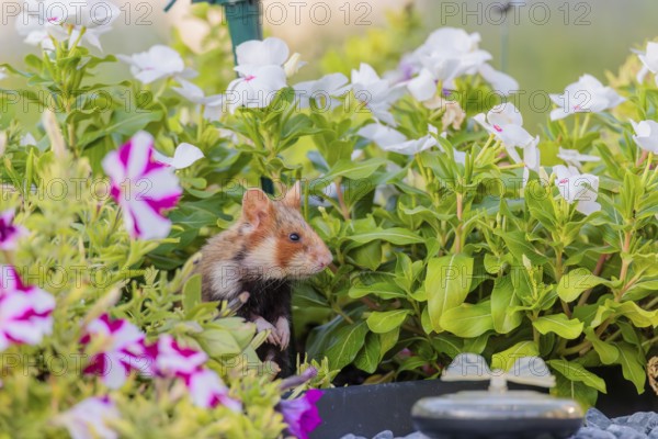 A European hamster (Cricetus cricetus) searches for food on a decorated grave and eats the petals of flowers. Vienna, Austria