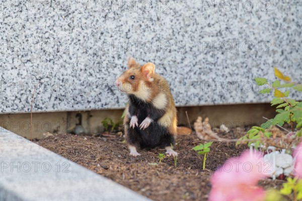 A European hamster (Cricetus cricetus) runs across graves in search for food. Vienna, Austria