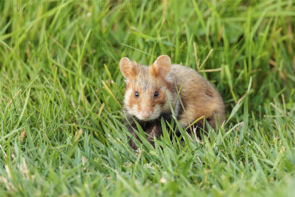 A European hamster (Cricetus cricetus) forages for food on green grass. Vienna, Austria