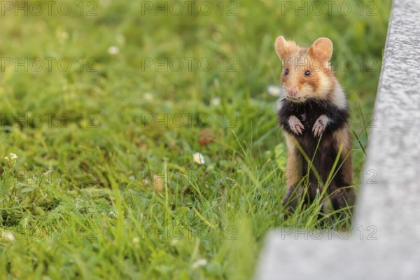 A European hamster (Cricetus cricetus) stands upright on green grass near a grave. Vienna, Austria