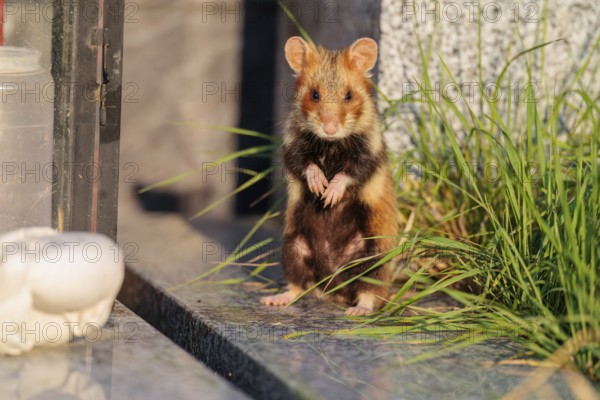 A European hamster (Cricetus cricetus) stands on a grave in the evening sun, searching for food. Vienna, Austria