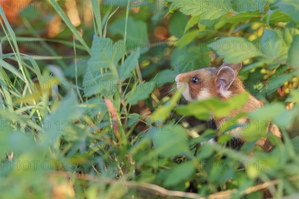 A European hamster (Cricetus cricetus) sits well hidden by leaves on a decorated grave in its search for food . Vienna, Austria