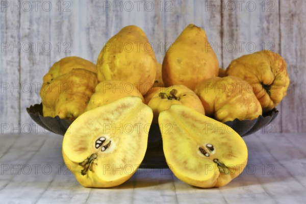 Picturesque still life with quinces, autumn, Germany