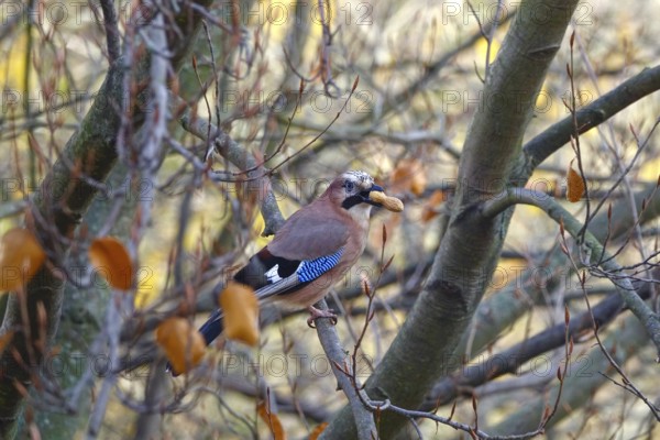 Eurasian Jay (Garrulus glandarius) with nut on a tree, autumn, Germany